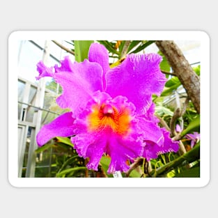 Orchid Study 8 Sticker